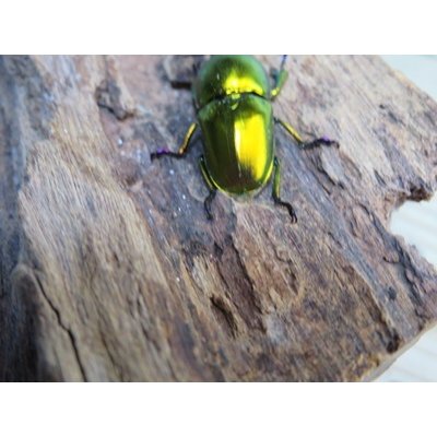 画像3: no.2☆新成虫☆ラトレイユキンイロクワガタ♂♀（♀人気のブルー）フリーサイズペア販売！！