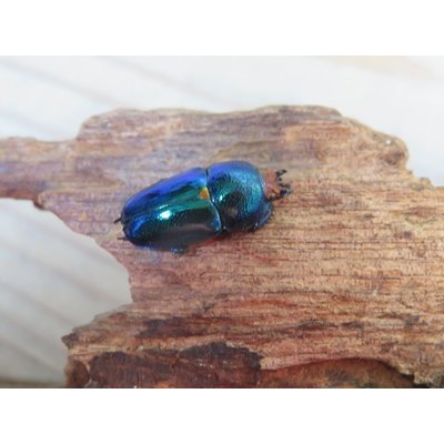 画像4: no.1☆新成虫☆ラトレイユキンイロクワガタ♂♀（♀人気のブルー）フリーサイズペア販売！！