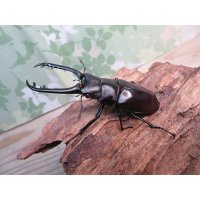 ☆新成虫☆ギラファノコギリクワガタ（亜種ティモレンシス）♂73ミリ♀43ミリRRペア販売！！