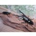画像5: ☆新成虫☆ギラファノコギリクワガタ（亜種ダイスケ）♂106ミリ♀45ミリペア販売！！ (5)