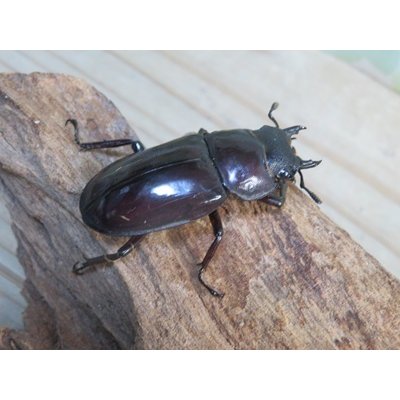 画像4: ☆サバ産☆マンディブラリスフタマタクワガタ（赤マンディ）♂88ミリ♀45ミリ新成虫ペア販売！！