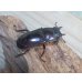 画像4: ☆サバ産☆マンディブラリスフタマタクワガタ（赤マンディ）♂88ミリ♀45ミリ新成虫ペア販売！！ (4)
