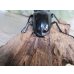 画像3: ☆新成虫☆ギラファノコギリクワガタ（亜種ダイスケ）♂106ミリ♀45ミリペア販売！！ (3)