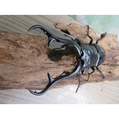 画像2: ☆新成虫☆ギラファノコギリクワガタ（亜種ダイスケ）♂106ミリ♀45ミリペア販売！！