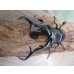 画像2: ☆新成虫☆ギラファノコギリクワガタ（亜種ダイスケ）♂106ミリ♀45ミリペア販売！！ (2)