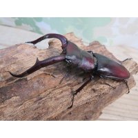 ☆サバ産☆マンディブラリスフタマタクワガタ（赤マンディ）♂88ミリ♀45ミリ新成虫ペア販売！！
