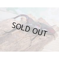 ☆サバ産☆マンディブラリスフタマタクワガタ（赤マンディ）♂88ミリ♀45ミリ新成虫ペア販売！！