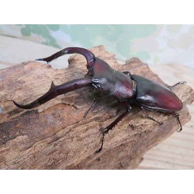 画像1: ☆サバ産☆マンディブラリスフタマタクワガタ（赤マンディ）♂88ミリ♀45ミリ新成虫ペア販売！！