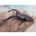 画像1: ☆サバ産☆マンディブラリスフタマタクワガタ（赤マンディ）♂88ミリ♀45ミリ新成虫ペア販売！！ (1)