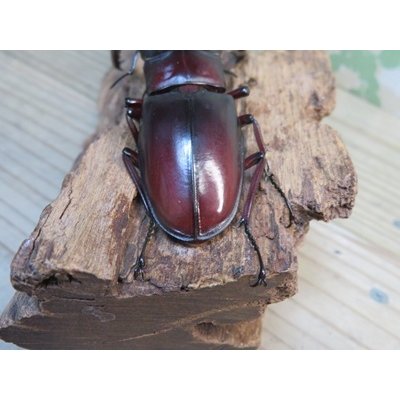 画像3: ☆サバ産☆マンディブラリスフタマタクワガタ（赤マンディ）♂88ミリ♀45ミリ新成虫ペア販売！！