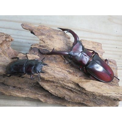 画像5: ☆サバ産☆マンディブラリスフタマタクワガタ（赤マンディ）♂88ミリ♀45ミリ新成虫ペア販売！！