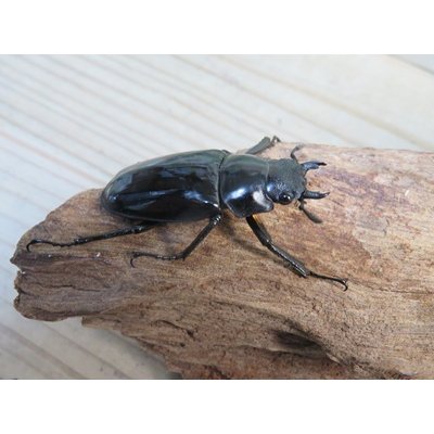 画像4: ☆新成虫☆ギラファノコギリクワガタ（亜種ダイスケ）♂106ミリ♀45ミリペア販売！！