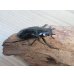 画像4: ☆新成虫☆ギラファノコギリクワガタ（亜種ダイスケ）♂106ミリ♀45ミリペア販売！！ (4)