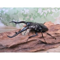 ☆新成虫☆ギラファノコギリクワガタ（亜種ダイスケ）♂106ミリ♀45ミリペア販売！！