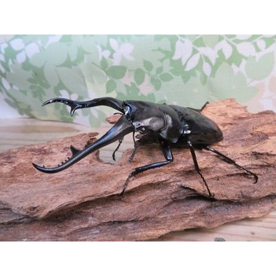 画像1: ☆新成虫☆ギラファノコギリクワガタ（亜種ダイスケ）♂106ミリ♀45ミリペア販売！！