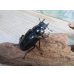 画像4: ☆新成虫☆ギラファノコギリクワガタ（亜種ニシカワイ）♂89ミリ♀48ミリペア販売！！ (4)