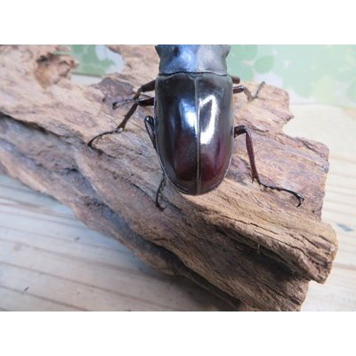 画像3: ☆新成虫☆ギラファノコギリクワガタ（亜種ニシカワイ）♂89ミリ♀48ミリペア販売！！