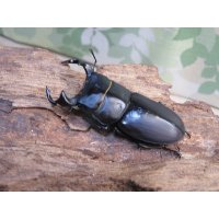 ☆新成虫☆スツラリスオオクワガタ♂48ミリ♀40ミリペア販売！！