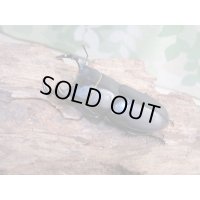 ☆新成虫☆スツラリスオオクワガタ♂48ミリ♀40ミリペア販売！！