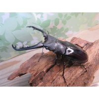 ☆新成虫☆ギラファノコギリクワガタ（亜種ニシカワイ）♂89ミリ♀48ミリペア販売！！