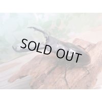 ☆新成虫☆ギラファノコギリクワガタ（亜種ニシカワイ）♂89ミリ♀48ミリペア販売！！