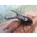 画像1: ☆新成虫☆ギラファノコギリクワガタ（亜種ニシカワイ）♂89ミリ♀48ミリペア販売！！ (1)