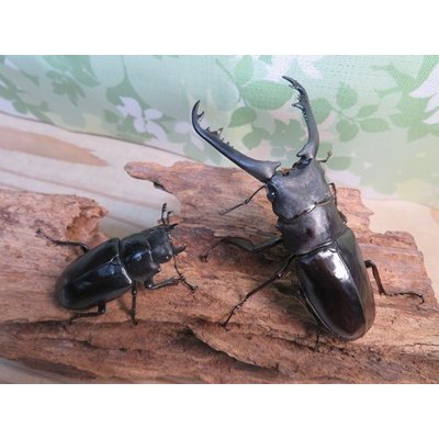 画像5: ☆新成虫☆ギラファノコギリクワガタ（亜種ニシカワイ）♂89ミリ♀48ミリペア販売！！