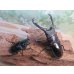 画像5: ☆新成虫☆ギラファノコギリクワガタ（亜種ニシカワイ）♂89ミリ♀48ミリペア販売！！ (5)