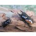 画像5: ☆新成虫☆ハスタートノコギリクワガタ（亜種モイ二エリ）♂61ミリ♀フリーサイズペア販売！！ (5)