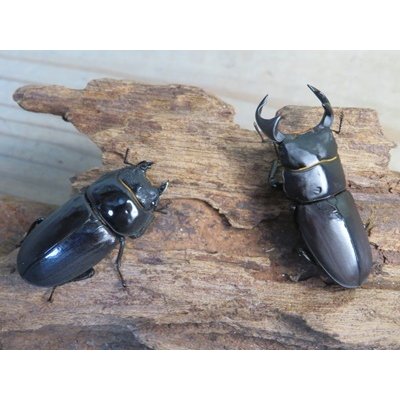 画像5: ☆新成虫☆スツラリスオオクワガタ♂48ミリ♀40ミリペア販売！！