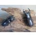 画像5: ☆新成虫☆スツラリスオオクワガタ♂48ミリ♀40ミリペア販売！！ (5)