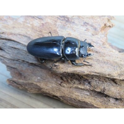 画像4: ☆新成虫☆スツラリスオオクワガタ♂48ミリ♀40ミリペア販売！！