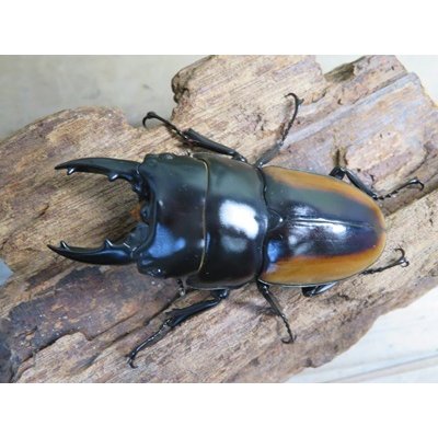 画像2: ☆新成虫☆ハスタートノコギリクワガタ（亜種モイ二エリ）♂61ミリ♀フリーサイズペア販売！！