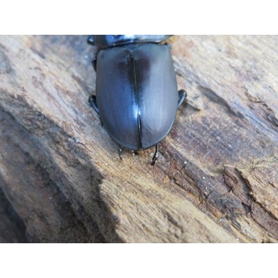画像3: ☆新成虫☆スツラリスオオクワガタ♂48ミリ♀40ミリペア販売！！