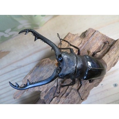 画像2: ☆新成虫☆ギラファノコギリクワガタ（亜種ニシカワイ）♂89ミリ♀48ミリペア販売！！