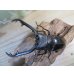 画像2: ☆新成虫☆ギラファノコギリクワガタ（亜種ニシカワイ）♂89ミリ♀48ミリペア販売！！ (2)