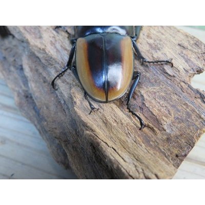 画像3: ☆新成虫☆ハスタートノコギリクワガタ（亜種モイ二エリ）♂61ミリ♀フリーサイズペア販売！！