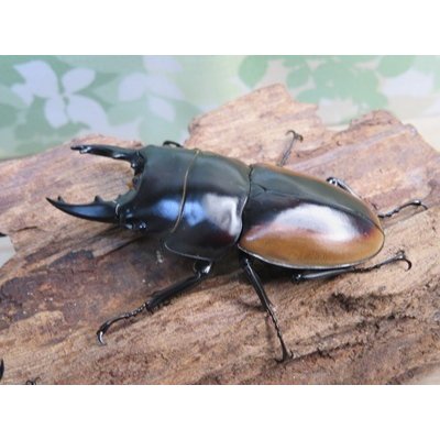 画像1: ☆新成虫☆ハスタートノコギリクワガタ（亜種モイ二エリ）♂61ミリ♀フリーサイズペア販売！！