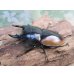 画像1: ☆新成虫☆ハスタートノコギリクワガタ（亜種モイ二エリ）♂61ミリ♀フリーサイズペア販売！！ (1)