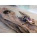 画像5: ☆新成虫☆ファブリースノコギリクワガタ（亜種タカクワイ）♂78ミリ♀38ミリペア販売！！ (5)