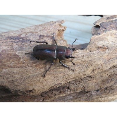 画像4: ☆新成虫☆メタリフェルホソアカクワガタ（サンギレンシス）♂58ミリ♀フリーサイズペア販売！！