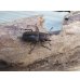 画像4: ☆新成虫☆メタリフェルホソアカクワガタ（サンギレンシス）♂58ミリ♀フリーサイズペア販売！！ (4)