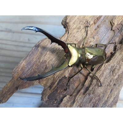 画像2: ☆新成虫☆メタリフェルホソアカクワガタ（サンギレンシス）♂58ミリ♀フリーサイズペア販売！！