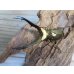 画像2: ☆新成虫☆メタリフェルホソアカクワガタ（サンギレンシス）♂58ミリ♀フリーサイズペア販売！！ (2)
