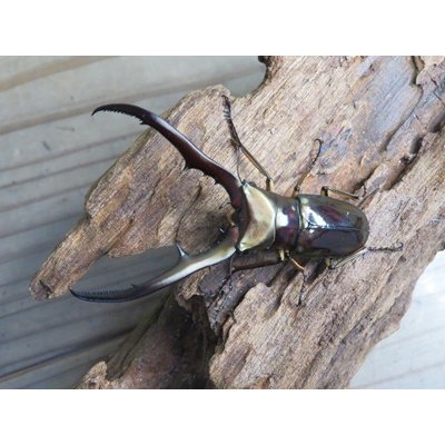 画像2: ☆新成虫☆メタリフェルホソアカクワガタ（サンギレンシス）♂64ミリ♀フリーサイズペア販売！！