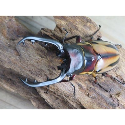 画像2: ☆新成虫☆ファブリースノコギリクワガタ（亜種タカクワイ）♂78ミリ♀38ミリペア販売！！
