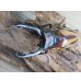 画像2: ☆新成虫☆ファブリースノコギリクワガタ（亜種タカクワイ）♂78ミリ♀38ミリペア販売！！ (2)
