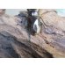 画像3: ☆新成虫☆メタリフェルホソアカクワガタ（サンギレンシス）♂64ミリ♀フリーサイズペア販売！！ (3)