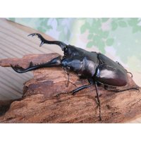 ☆大型新成虫☆ギラファノコギリクワガタ（原名亜種）♂101ミリ♀－A´41ミリペア販売！！