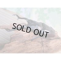 ☆大型新成虫☆ギラファノコギリクワガタ（原名亜種）♂101ミリ♀－A´41ミリペア販売！！